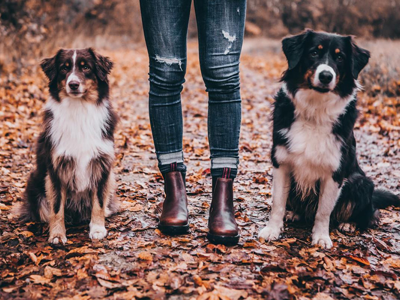 Jodhpur Stiefelette Chelsea Südwind Jodhpur Stiefelette Chelsea Südwind