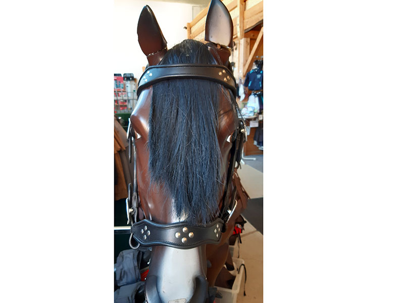 Arbeitshalfter BTS Größe Shetty + XXL Arbeitshalfter BTS Größe Shetty + XXL