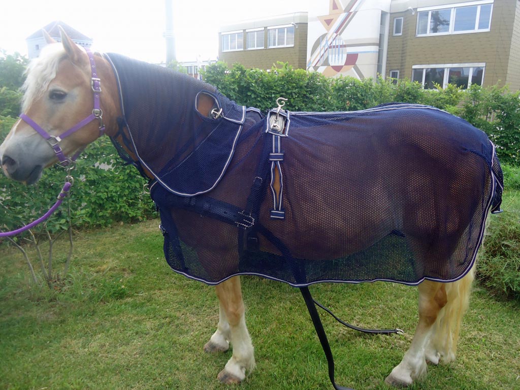 Blaue Fliegendecke mit Halsteil auf einem braunen Pferd