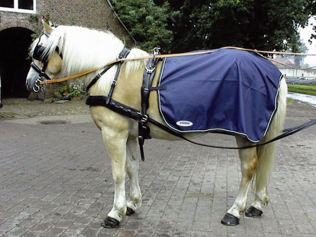 Blaue Fahrregendecke auf einem braunen Pferd