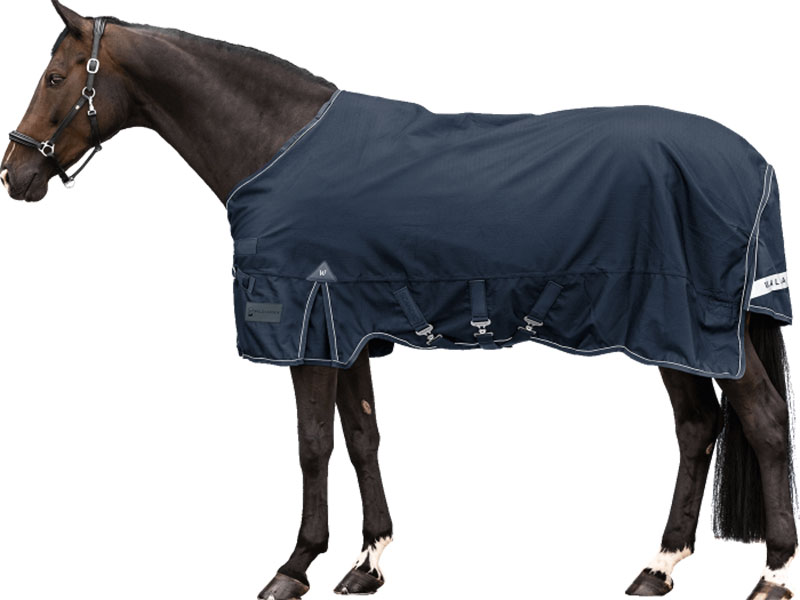 braunes Pferd mit blauer Decke