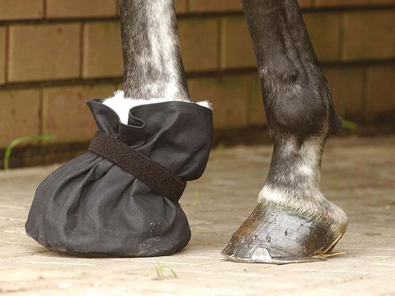 Pferdebeine Huf mit Hufverbandschutz