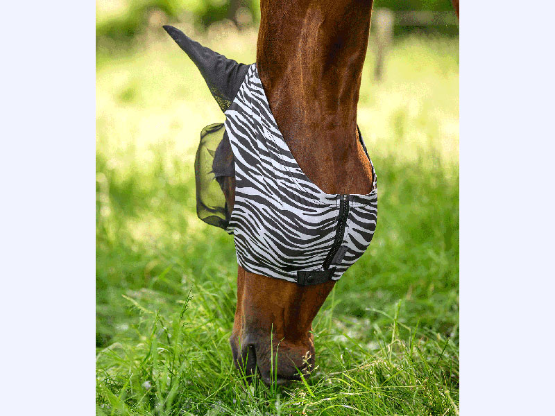 braunes Pferd mit Zebra-Fliegenmaske