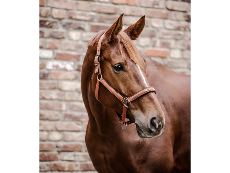 Halfter Athletic, versch. Farben Halfter Athletic, versch. Farben