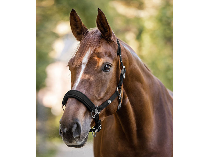 Halfter Nairobi, schwarz Halfter Nairobi, schwarz