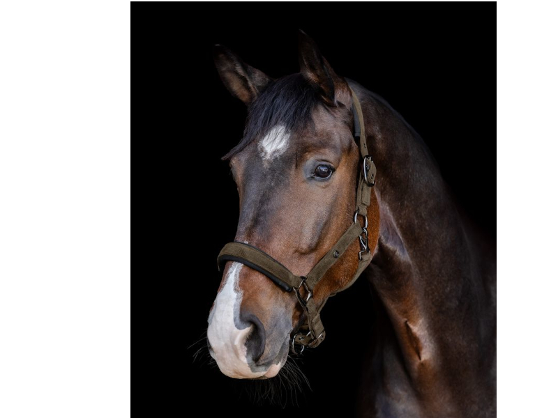 Halfter St. Gallen Cord Halfter St. Gallen Cord