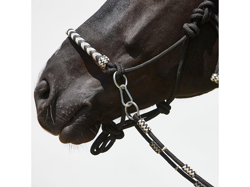 schwarzes Pferd mit Knotenhalfter