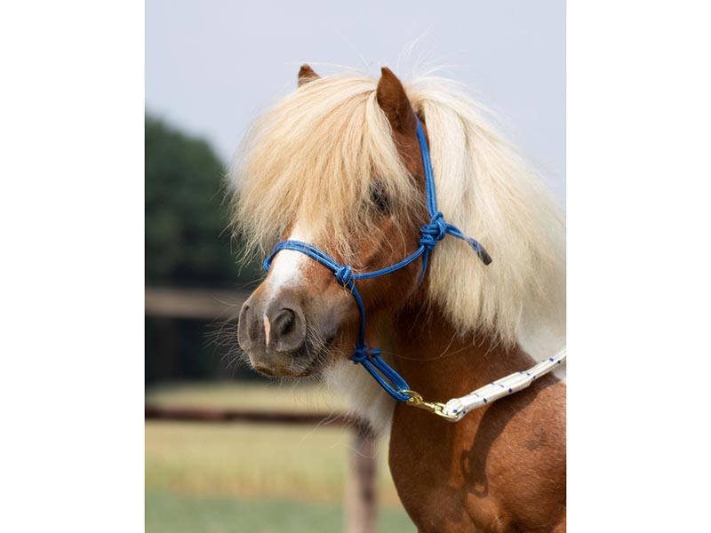 Pony mit blauem Knotenhalfter