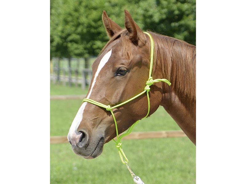 Knotenhalfter *Smooth* viele Farben Bodenarbeit Knotenhalfter *Smooth* viele Farben Bodenarbeit