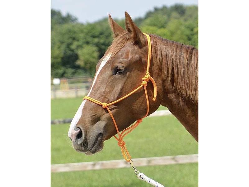 Knotenhalfter *Smooth* viele Farben Bodenarbeit Knotenhalfter *Smooth* viele Farben Bodenarbeit