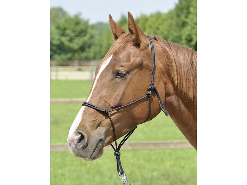 Knotenhalfter *Smooth* viele Farben Bodenarbeit Knotenhalfter *Smooth* viele Farben Bodenarbeit