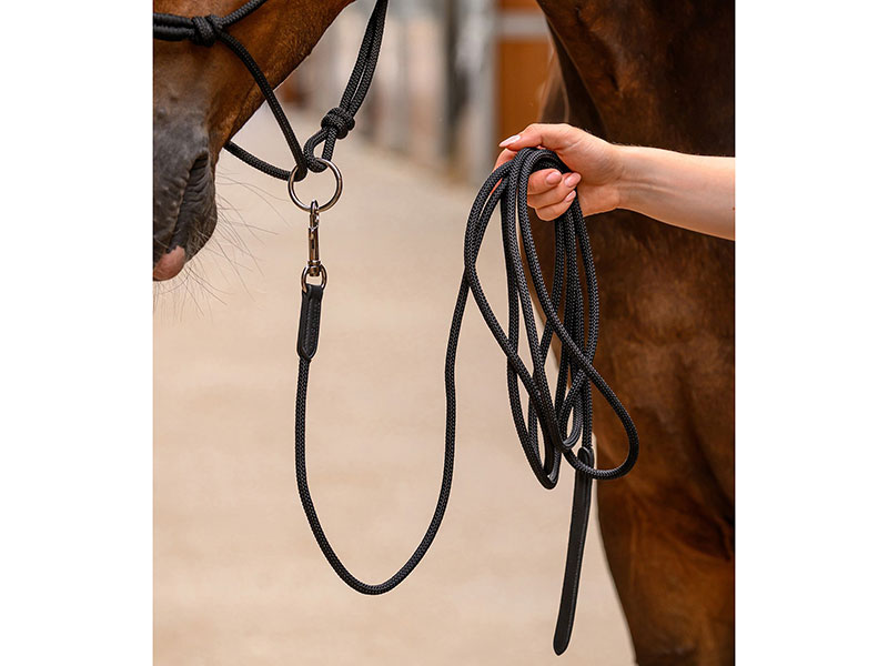 braunes Pferd mit Bodenarbeitsseil