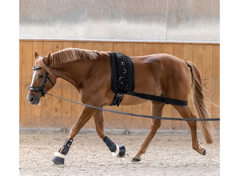 braunes Pferd mit schwarzem Longiergurt und Körperbandage