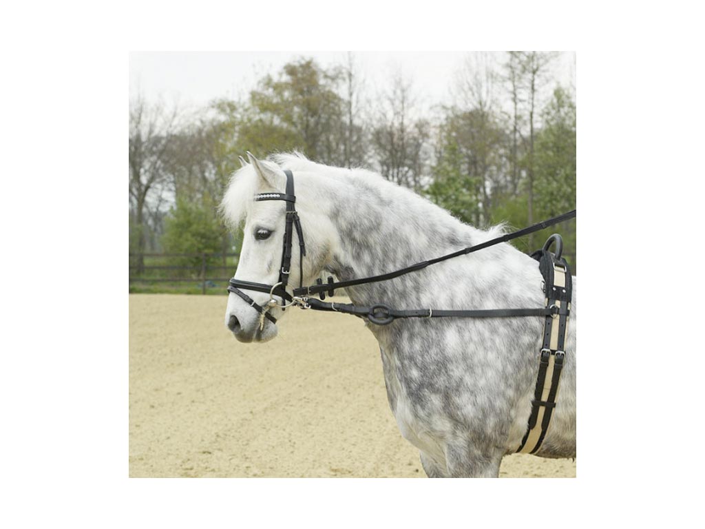 Apfelschimmel mit schwarzem Ausbindezügel