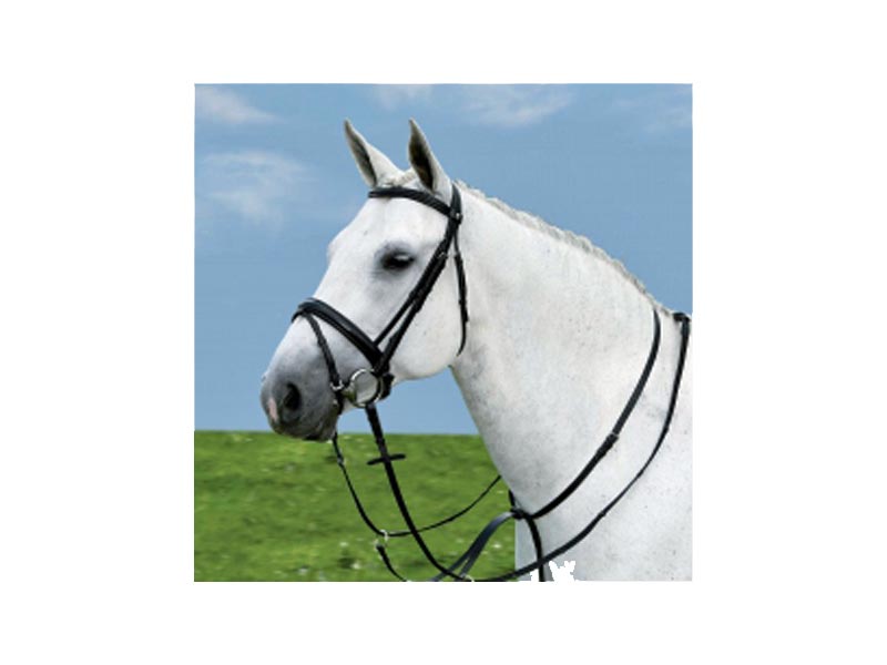 weißes Pferd mit schwarzem Kopfstück und Martingal