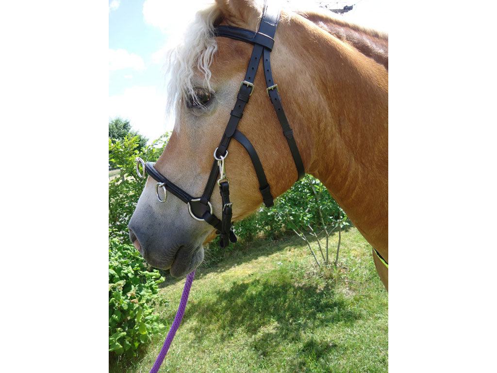 Kappzaum / Caveson jetzt von Mini-Shetty bis XXL