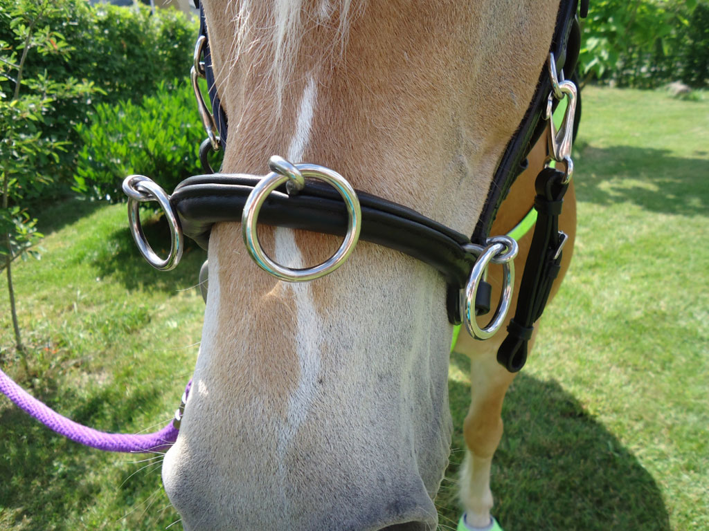 Kappzaum / Caveson jetzt von Mini-Shetty bis XXL