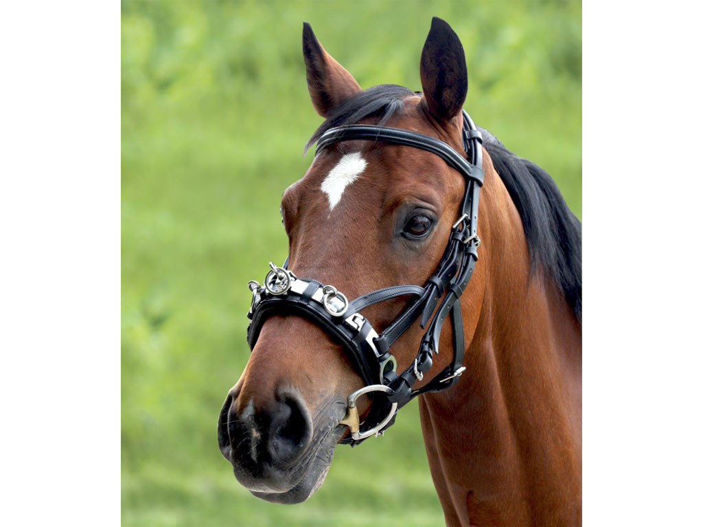 braunes Pferd mit schwarzem Kappzaun