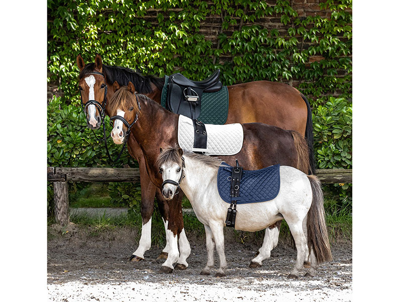 SCHABRACKE FELIX Shetty/Pony SCHABRACKE FELIX Shetty/Pony