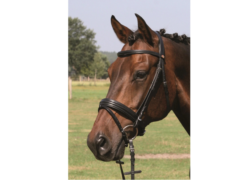 Trense *Bad Harzburg*