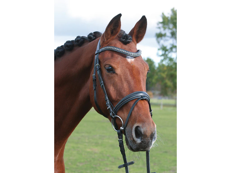 braunes Pferd mit schwarzer Trense