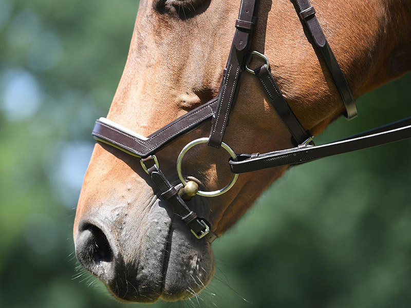 Trense *Feeling* von Busse Trensenzaum Trense *Feeling* von Busse Trensenzaum