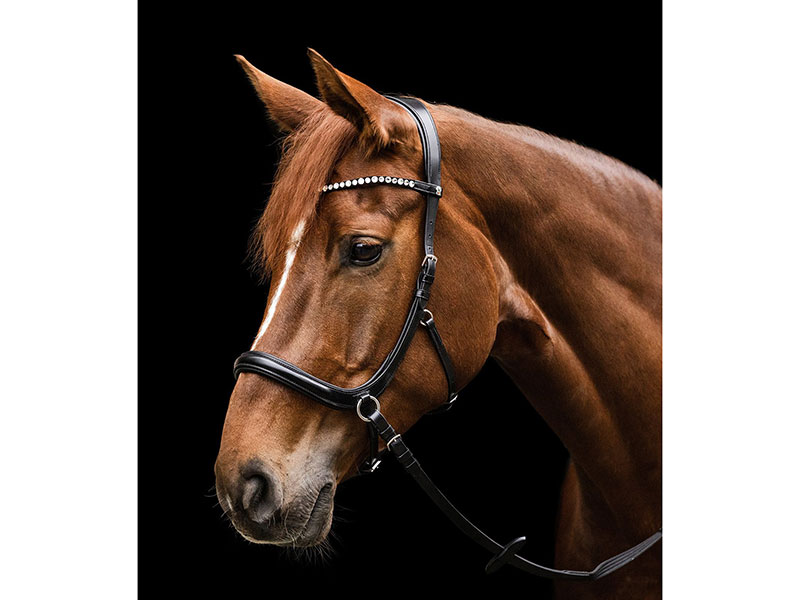 Pferd mit Waldhausen X-Line Zaum Gebisslos Sensation