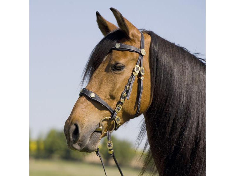 Kieffer *Isabella 326* Kieffer *Isabella 326*