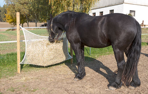 Pferd frisst aus Heunetz