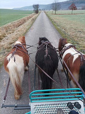 Blick von einer Kutsche auf die drei vorne angespannten Shettys